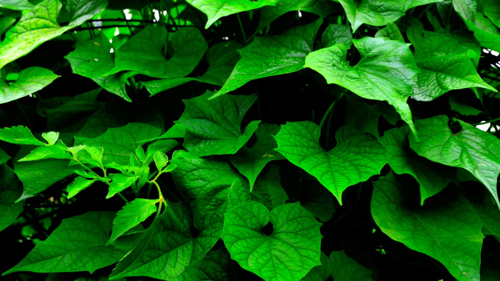 Gradient — it’s green in here photograph by Raghav Palriwala (Palrigraphy)