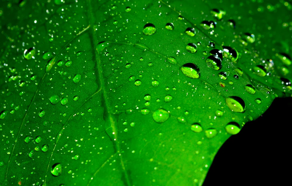 Harabhara — it’s green in here photograph by Raghav Palriwala (Palrigraphy)