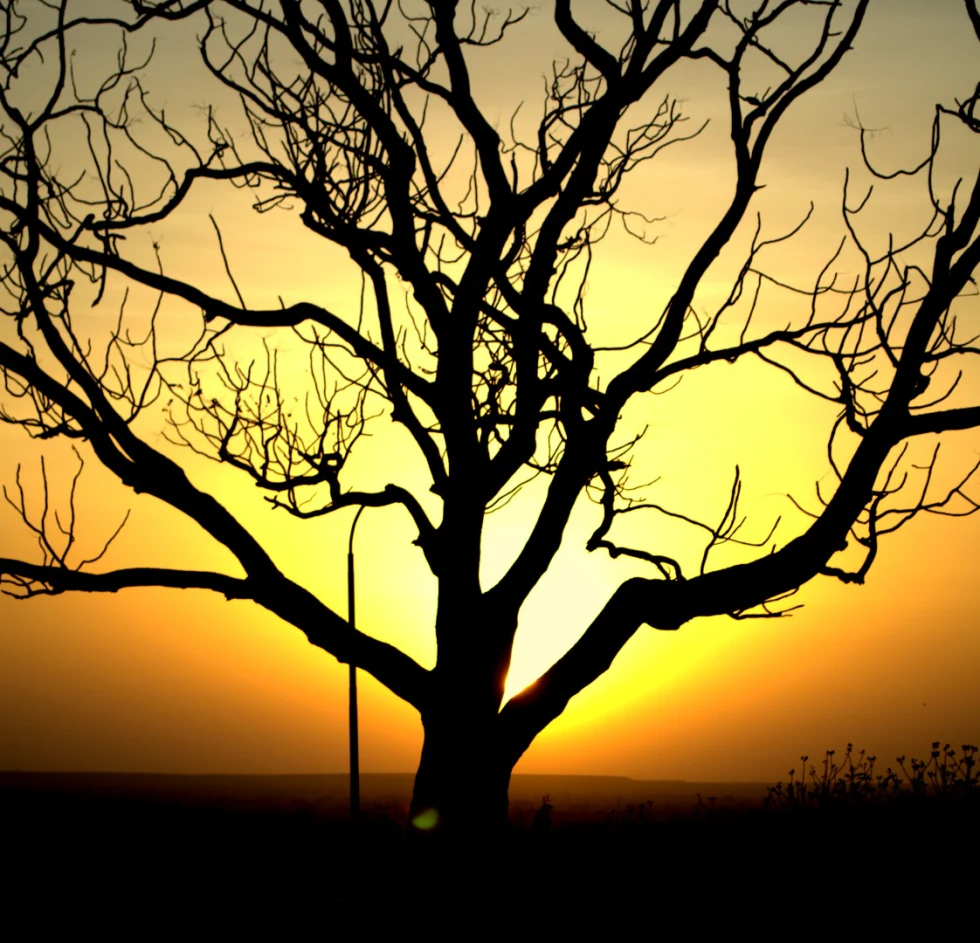 Silhouette — it’s green in here photograph by Raghav Palriwala (Palrigraphy)
