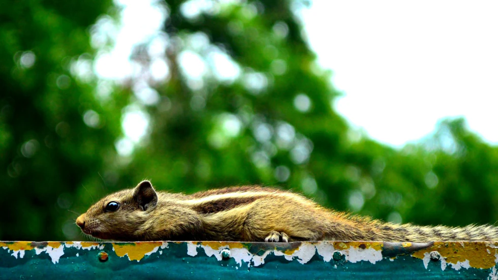 Frolicking Squirrel — Living Beauties photograph by Raghav Palriwala (Palrigraphy)
