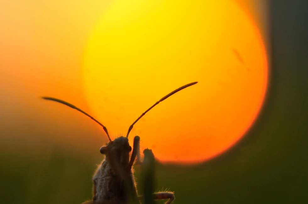 Setting Sun — living beauties photograph by Raghav Palriwala (Palrigraphy)