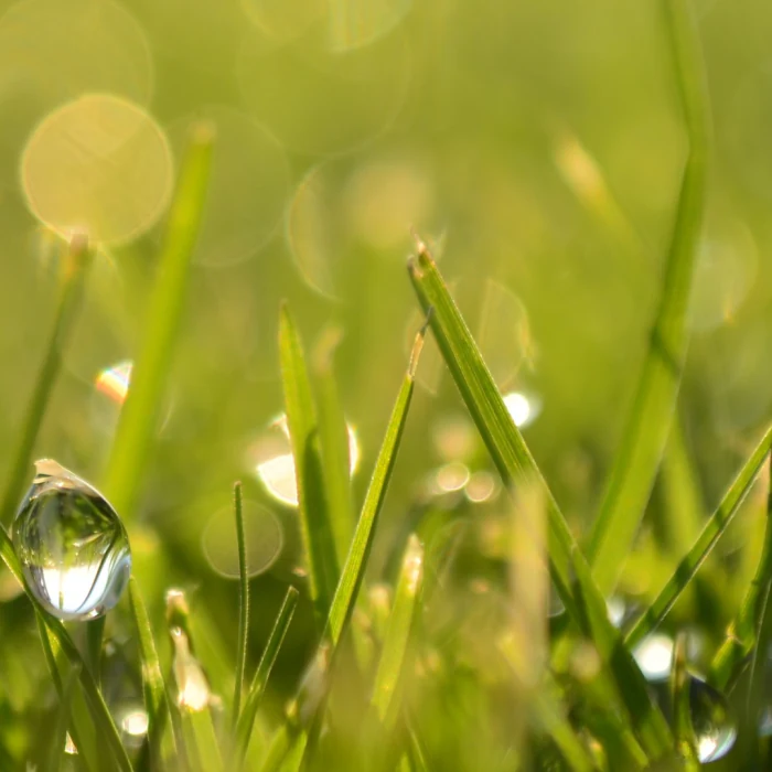 It’s Green in here photography by Raghav Palriwala (Palrigraphy)