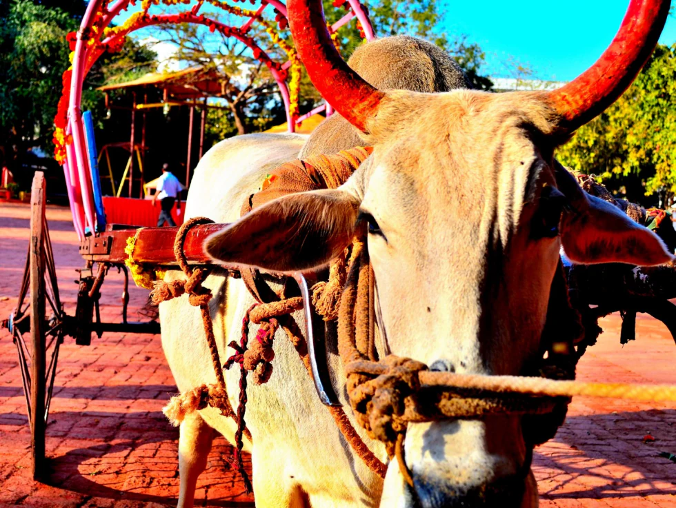 Holy — living beauties photograph by Raghav Palriwala (Palrigraphy)
