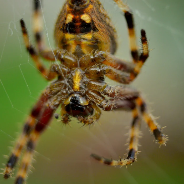 Living Beauties photography by Raghav Palriwala (Palrigraphy)