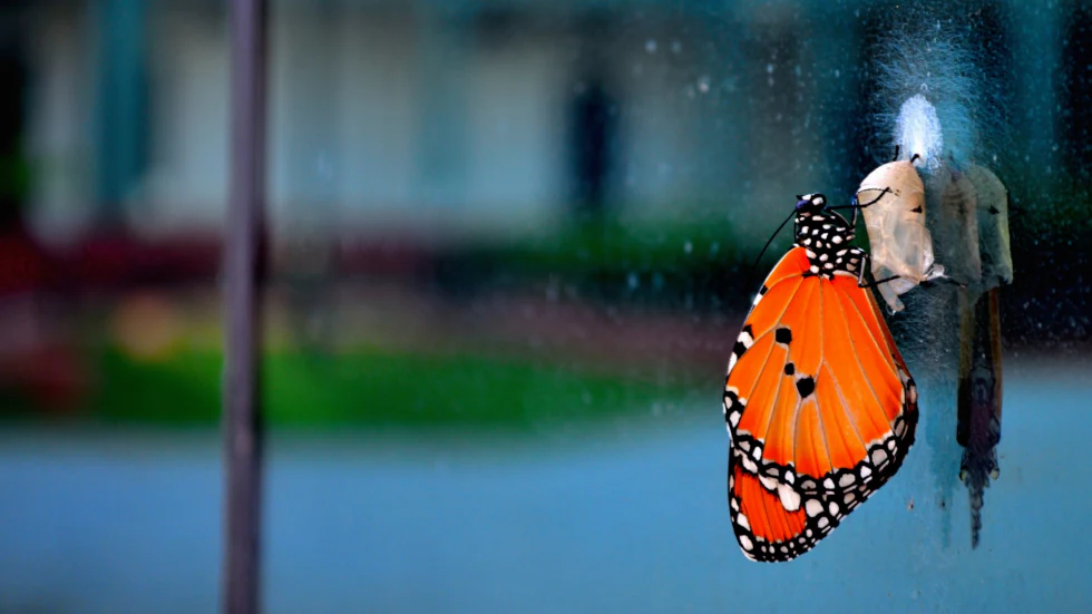 Journey: From Pupa to Butterfly — living beauties photograph by Raghav Palriwala (Palrigraphy)
