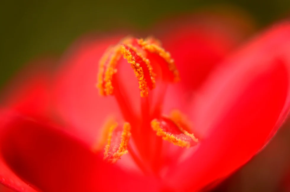 Macro — It's Green in here photograph by Raghav Palriwala (Palrigraphy)